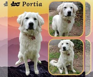 Great Pyrenees-Unknown Mix Dogs for adoption in Lindsay, CA, USA