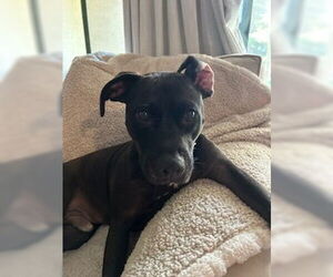 American Pit Bull Terrier-Staffordshire Bull Terrier Mix Dogs for adoption in Oakhurst, NJ, USA