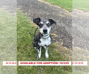 Poodle (Standard)-Unknown Mix Dogs for adoption in Williamsburg, IA, USA