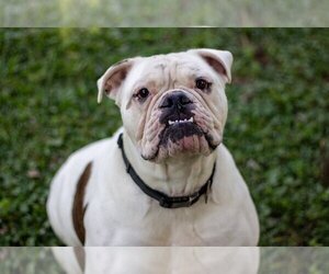 Bulldog Dogs for adoption in Westover, WV, USA