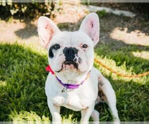 French Bulldog Dogs for adoption in El Cajon, CA, USA