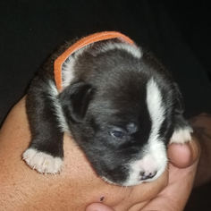 Medium Photo #26 American Bulldog-Labrador Retriever Mix Puppy For Sale in DeLand, FL, USA