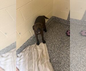 Labrador Retriever Dogs for adoption in Brewster, MA, USA