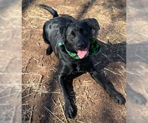 Labrador Retriever-Unknown Mix Dogs for adoption in Warrenton, VA, USA