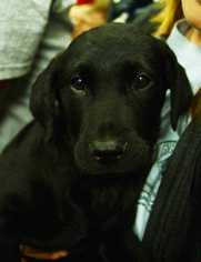 Medium Photo #1 Labrador Retriever-Unknown Mix Puppy For Sale in Fayette, MO, USA