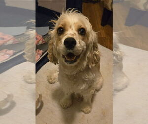 Cocker Spaniel-Unknown Mix Dogs for adoption in Fort Wayne, IN, USA
