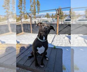 American Pit Bull Terrier-Labrador Retriever Mix Dogs for adoption in Frisco, CO, USA