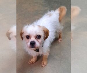 Pekingese-Unknown Mix Dogs for adoption in Eastman, GA, USA