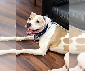 American Bulldog-Unknown Mix Dogs for adoption in Mt. Laurel, NJ, USA