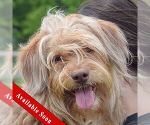 Unknown-Wheaten Terrier Mix Dogs for adoption in Huntley, IL, USA