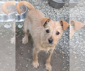 Mutt Dogs for adoption in San Bernardino, CA, USA