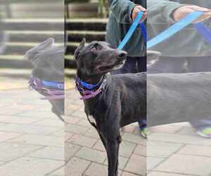 Greyhound Dogs for adoption in Cherry Hill, NJ, USA
