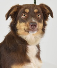 Australian Shepherd Dogs for adoption in Minneapolis, MN, USA