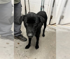 Aussiedor Dogs for adoption in San Andreas, CA, USA