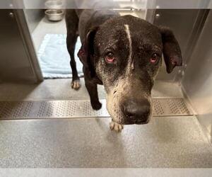 Mutt Dogs for adoption in Orange, CA, USA