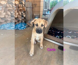 Labrador Retriever-Unknown Mix Dogs for adoption in Sterling, MA, USA