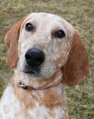 English Coonhound Dogs for adoption in Nashville, IN, USA