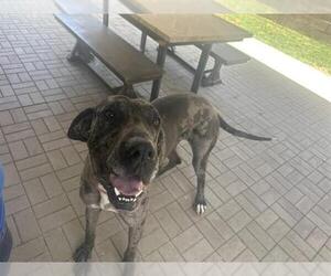 Great Dane Dogs for adoption in Camarillo, CA, USA
