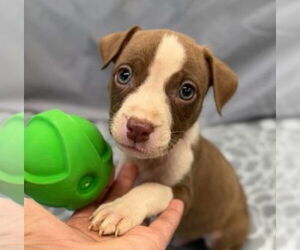 American Staffordshire Terrier-Unknown Mix Dogs for adoption in Lakewood, CO, USA
