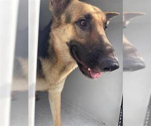 German Shepherd Dog Dogs for adoption in Houston, TX, USA