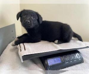 German Shepherd Dog Dogs for adoption in Pasadena, CA, USA