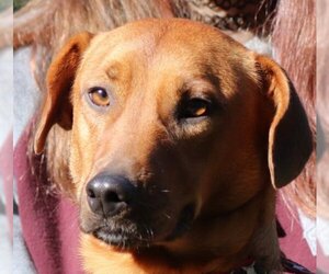 Basschshund Dogs for adoption in Yardley, PA, USA