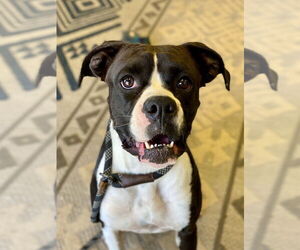 Boxer Dogs for adoption in Austin, TX, USA