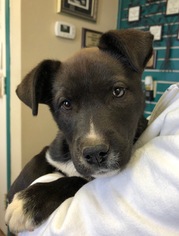 Medium Photo #1 Labrador Retriever-Unknown Mix Puppy For Sale in Amarillo, TX, USA