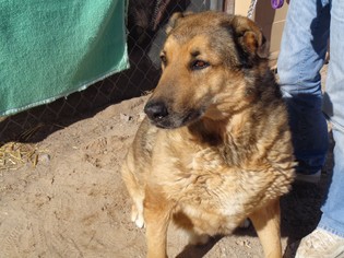 German Shepherd Dog Dogs for adoption in Golden Valley, AZ, USA