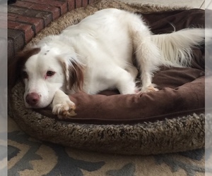 English Setter-Unknown Mix Dogs for adoption in Acworth, GA, USA