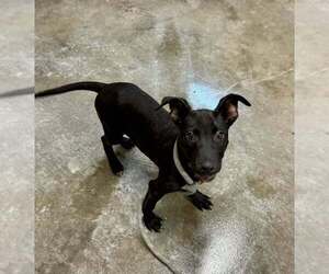Mutt Dogs for adoption in Abbeville, LA, USA