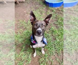 Mutt Dogs for adoption in Tulsa, OK, USA
