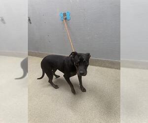 American Pit Bull Terrier-Unknown Mix Dogs for adoption in Las Vegas, NV, USA