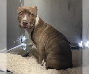 American Pit Bull Terrier Dogs for adoption in Camarillo, CA, USA