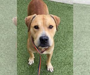 American Pit Bull Terrier-Unknown Mix Dogs for adoption in Fayetteville, NC, USA