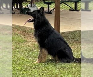 German Shepherd Dog Dogs for adoption in Grovetown, GA, USA