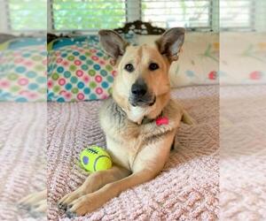 German Shepherd Dog-Unknown Mix Dogs for adoption in Westmont, IL, USA