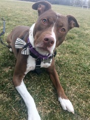 American Staffordshire Terrier-Unknown Mix Dogs for adoption in Livonia, MI, USA
