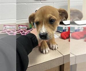 Holland Shepherd-Unknown Mix Dogs for adoption in Corpus Christi, TX, USA