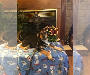 Sheprador Dogs for adoption in Boston, MA, USA