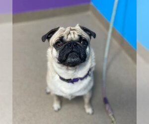 Pug Dogs for adoption in Aurora, CO, USA