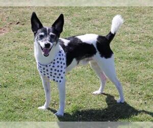 Parson Russell Terrier Dogs for adoption in Orange, CA, USA