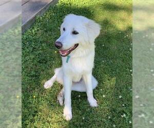 Great Pyrenees Dogs for adoption in Bellevue, WA, USA