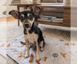 Chihuahua Dogs for adoption in Vail, AZ, USA