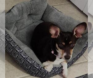 Chihuahua-Unknown Mix Dogs for adoption in San Antonio, TX, USA