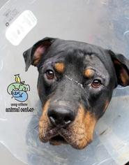 Rottweiler-Unknown Mix Dogs for adoption in Knoxville, TN, USA