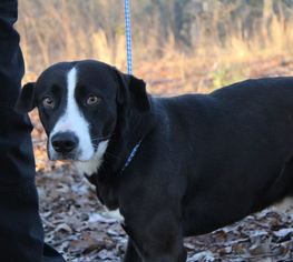 Collie-Labrador Retriever Mix Dogs for adoption in Whitestone, NY, USA
