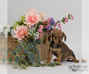 Chiweenie Dogs for adoption in Claremore, OK, USA