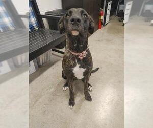 Great Dane-Unknown Mix Dogs for adoption in Jasper, IN, USA