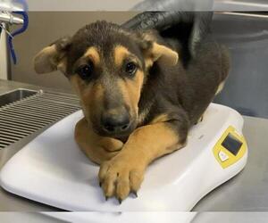 German Shepherd Dog-Unknown Mix Dogs for adoption in Visalia, CA, USA
